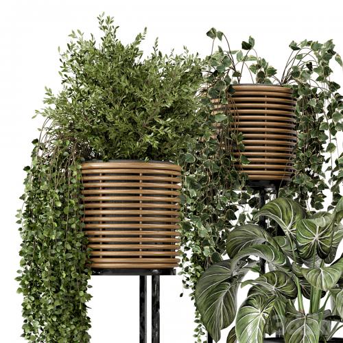 Indoor Plants in natural rattan Pot on Metal Base - Set 592