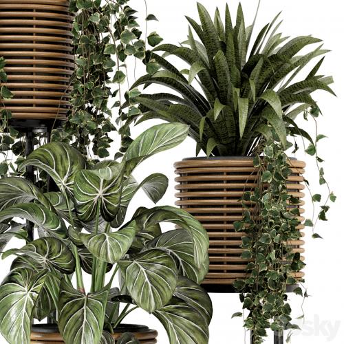 Indoor Plants in natural rattan Pot on Metal Base - Set 592
