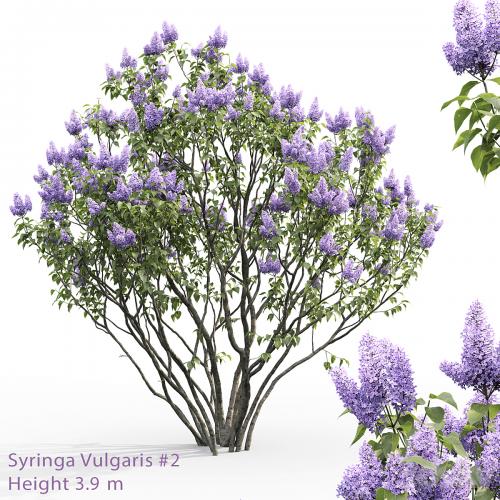 Syringa vulgaris # 2