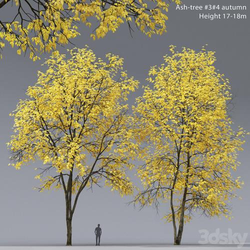 Autumn Ash | Ash-tree autumn # 3_4 (17-18m)