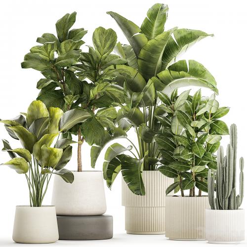 Collection of plants in modern white pots with ficus Lirata tree, banana palm, calathea lutea, cactus, Strelittia. Set 1359.