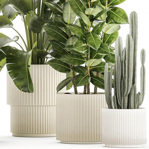 Collection of plants in modern white pots with ficus Lirata tree, banana palm, calathea lutea, cactus, Strelittia. Set 1359.