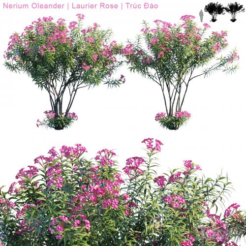 Nerium Oleander | Laurier rose