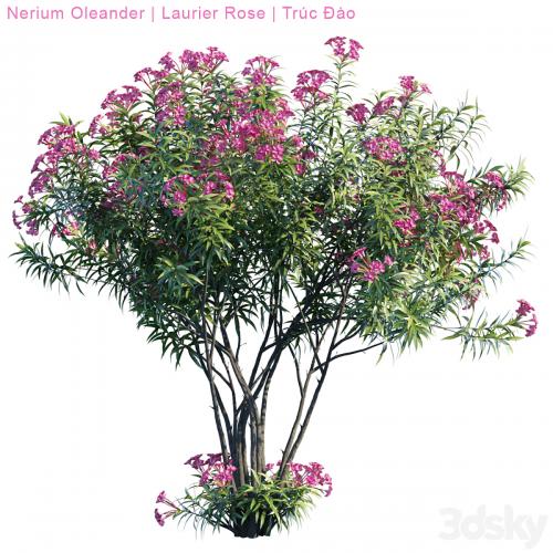 Nerium Oleander | Laurier rose