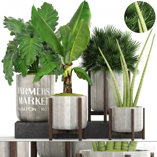 Collection of plants. Concrete pot, flowerpot, banana, chamerops, palm tree, banana, bush, exotic plants, outdoor