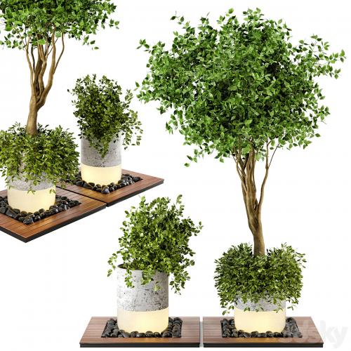 Outdoor Plants bush & Tree Combination of wood & concrete Pot - Garden Set 45