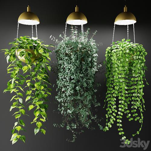 Ampel plants in a cache-pot with lamps