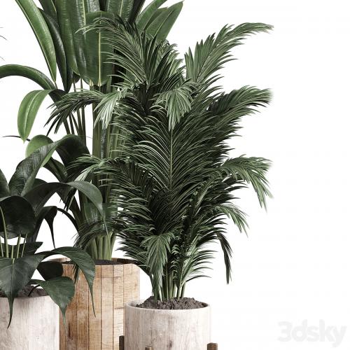Collection indoor plant 174 pot plant ficus rubbery palm ravenala wooden vase