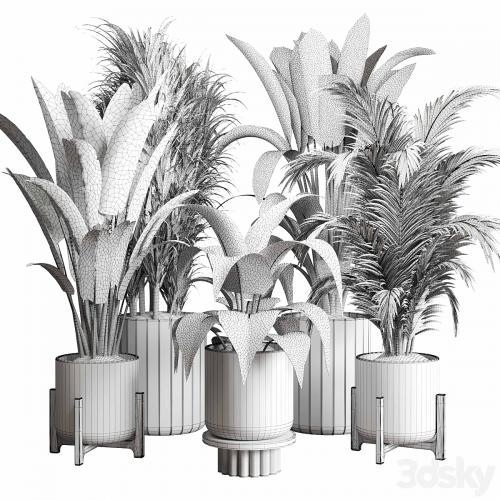 Collection indoor plant 174 pot plant ficus rubbery palm ravenala wooden vase