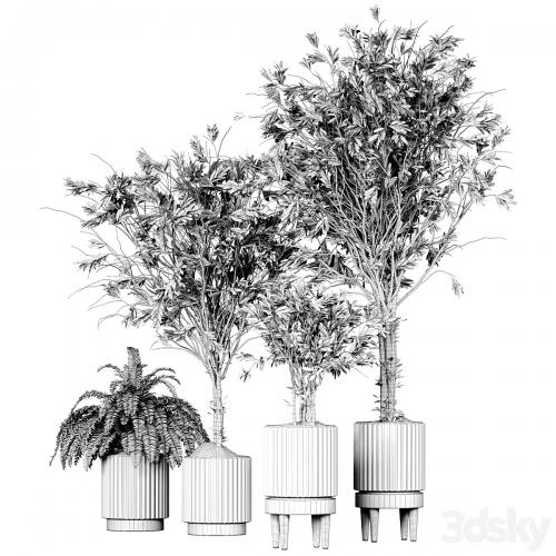 Collection_plant_05