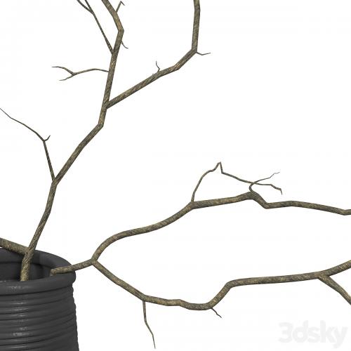 Branches in a vase