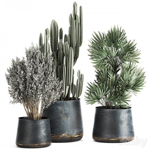 Collection of small plants in luxury pots with Cactus, palm, olive, tree, Rapeseed, Raphis, Cereus. Set 870.