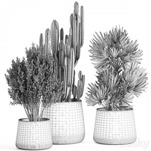 Collection of small plants in luxury pots with Cactus, palm, olive, tree, Rapeseed, Raphis, Cereus. Set 870.