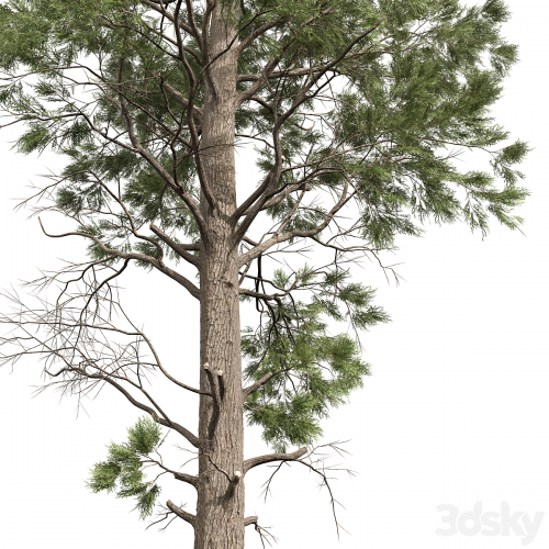 Pinus Palustris and Sphaeropteris Lepifera