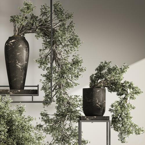 Bonsai And Indoor Plant Set 43