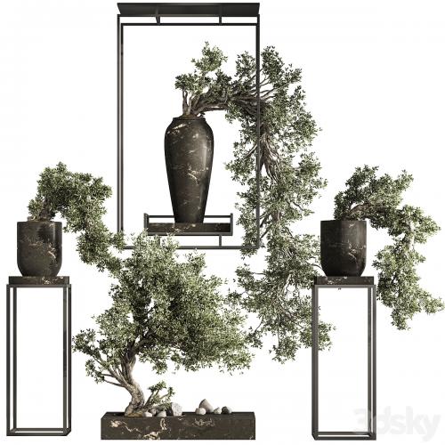 Bonsai And Indoor Plant Set 43
