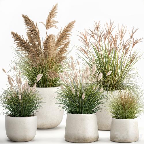 Collection of plants for landscape design in pots with reeds, flowerpot, pampas grass, bushes. Set 1094.