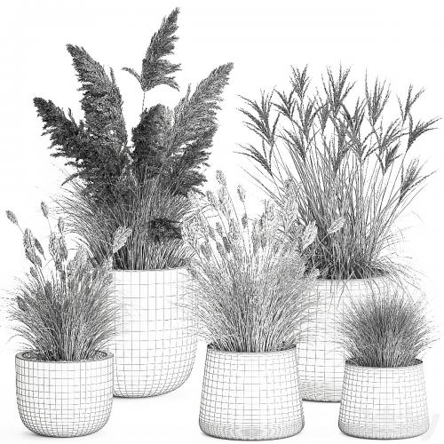Collection of plants for landscape design in pots with reeds, flowerpot, pampas grass, bushes. Set 1094.