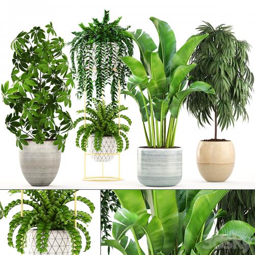 Collection of plants. Banana, bush, Ficus ali, Schefflera, Caladium, indoor, Scandinavian style