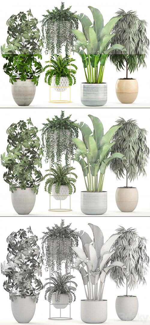 Collection of plants. Banana, bush, Ficus ali, Schefflera, Caladium, indoor, Scandinavian style