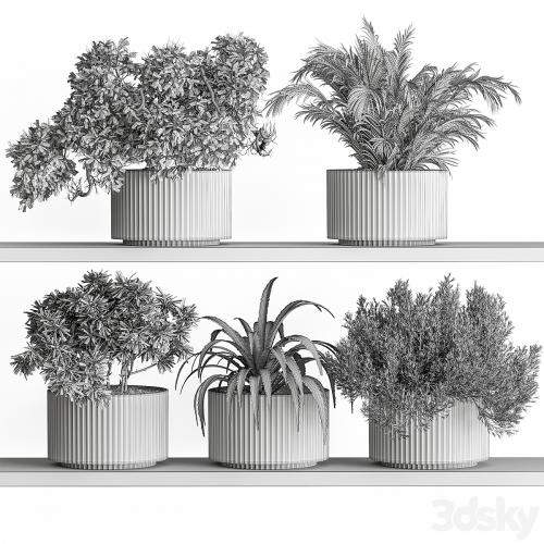 indoor Plant Set 402 - Small Plant pot