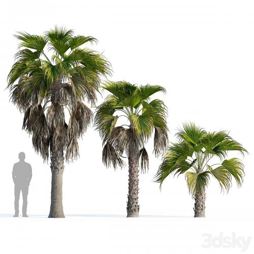 Washingtonia robusta palm (Washingtonia robusta palm)