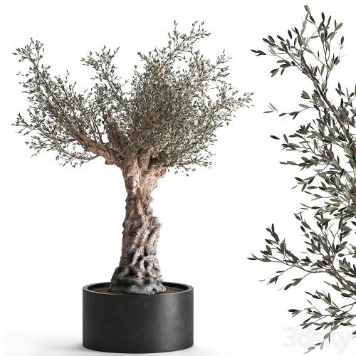 European olive tree in a black metal outdoor pot and vase, topiary. 985.