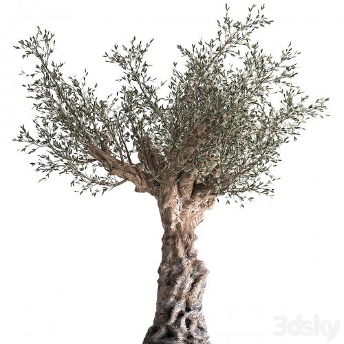 European olive tree in a black metal outdoor pot and vase, topiary. 985.
