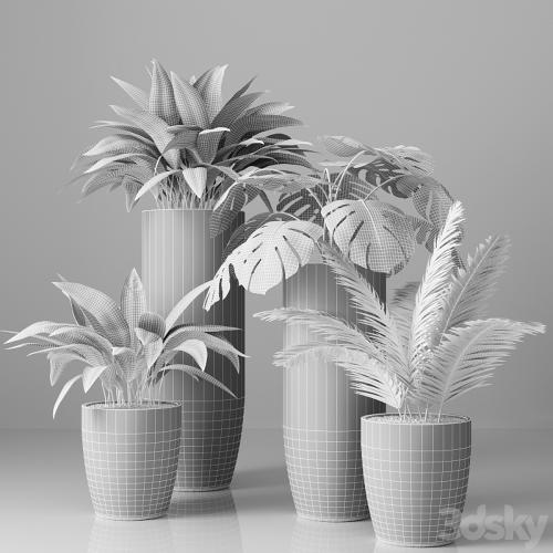 Collection of indoor plants 01