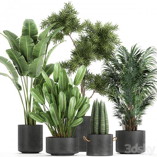 Collection of plants in concrete pots with Strelitzia, palm, Sansevieria. Set 754.