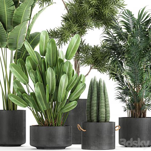 Collection of plants in concrete pots with Strelitzia, palm, Sansevieria. Set 754.
