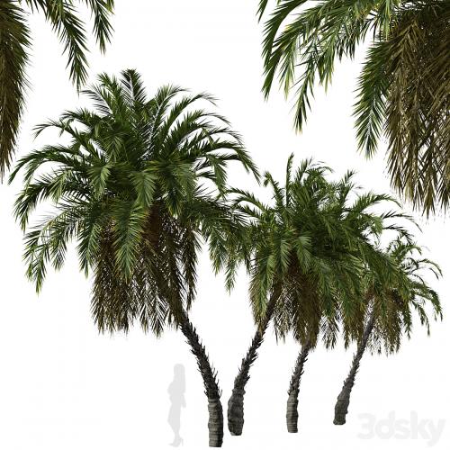 Set of Phoenix reclinata Trees (Senegal date palm) (2 Trees)