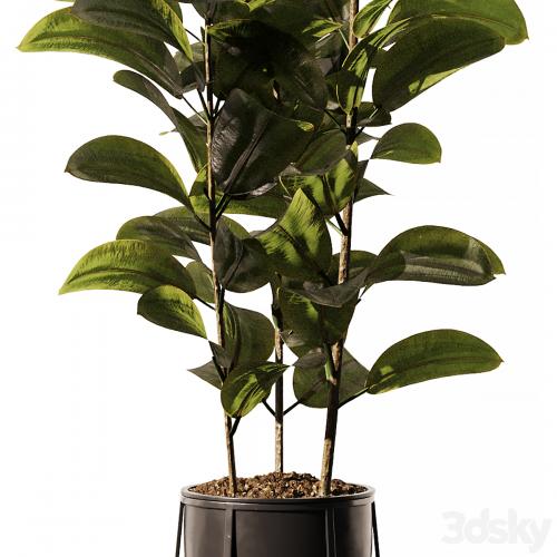 Indoor Plant SetV18 - Ficus Stand Pot