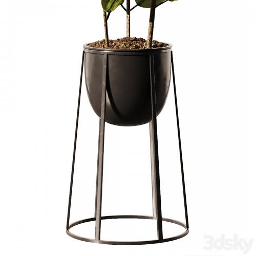 Indoor Plant SetV18 - Ficus Stand Pot