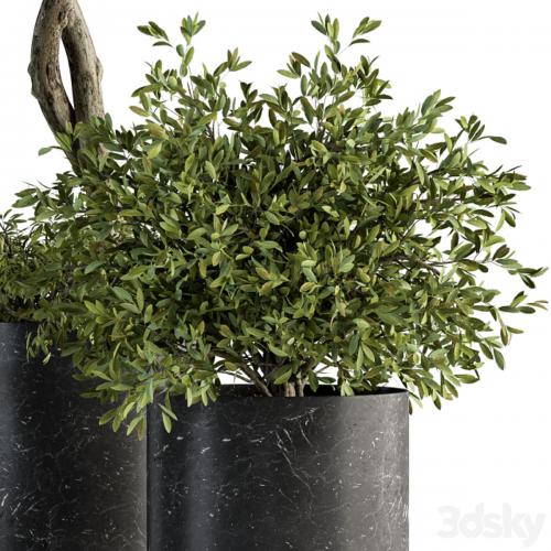 indoor Plant Set 308 - Tree and Plant Set in Black pot