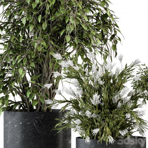 indoor Plant Set 308 - Tree and Plant Set in Black pot