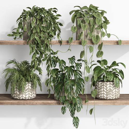plants on shelf 17