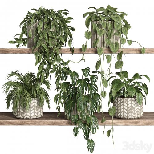 plants on shelf 17