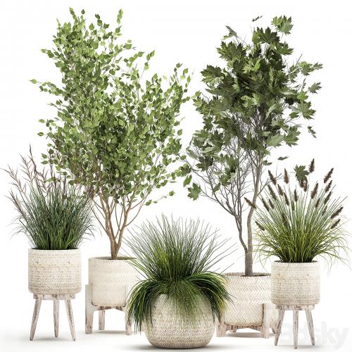 Collection of plants in white baskets with Trees, vine bushes, Sycamore, Maple. Set 1047.