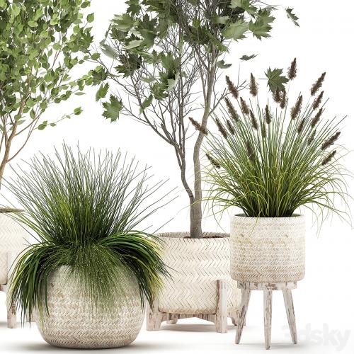 Collection of plants in white baskets with Trees, vine bushes, Sycamore, Maple. Set 1047.