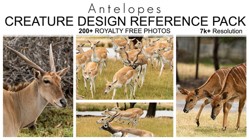 Pose & Reference Pack 800+