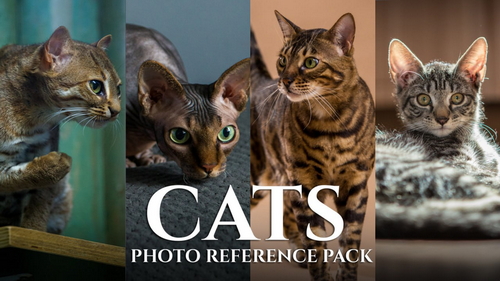 Pose & Reference Pack 800+