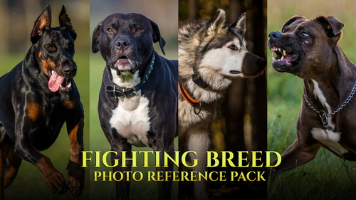 Pose & Reference Pack 800+