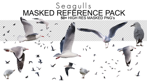 Pose & Reference Pack 800+
