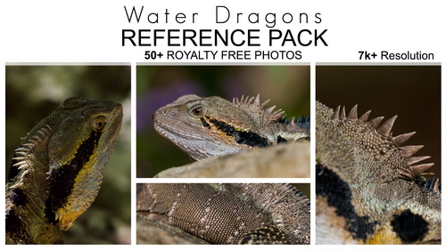 Pose & Reference Pack 800+