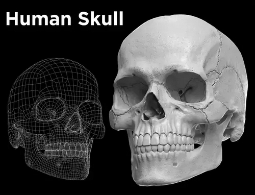 CGTrader 3D Models Available for only Filextras Members CGTrader 3D Models Available for only Filextras Members