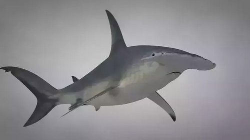 CGTrader 3D Models Available for only Filextras Members - 2 CGTrader 3D Models Available for only Filextras Members - 2