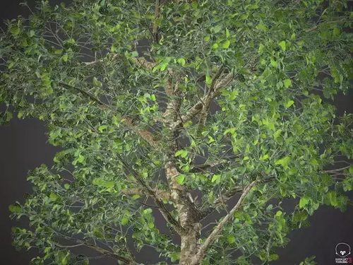 CGTrader 3D Models Available for only Filextras Members - 2 CGTrader 3D Models Available for only Filextras Members - 2