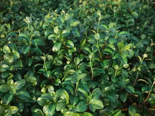 CGTrader 3D Models Available for only Filextras Members CGTrader 3D Models Available for only Filextras Members