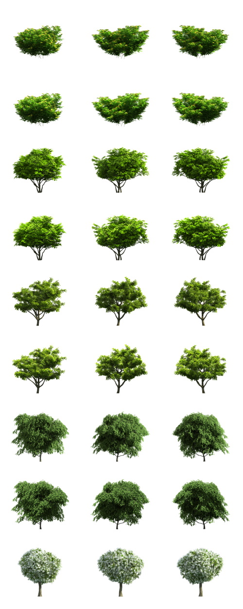 500 Isolated PNG Tree Renders